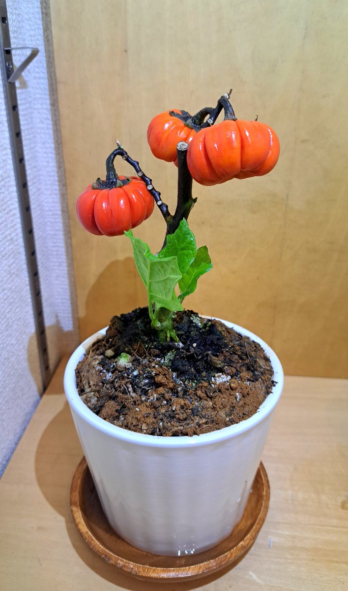 kuroneco_forest's tweet photo. カボチャモドキ買った https://t.co/Sald8KlNds