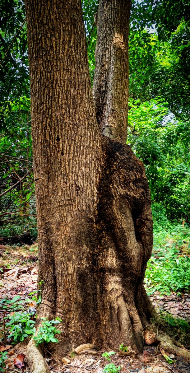 infotainmentod's tweet photo. #Treetime 🌿🌳🌿 https://t.co/WnVJksAAQn