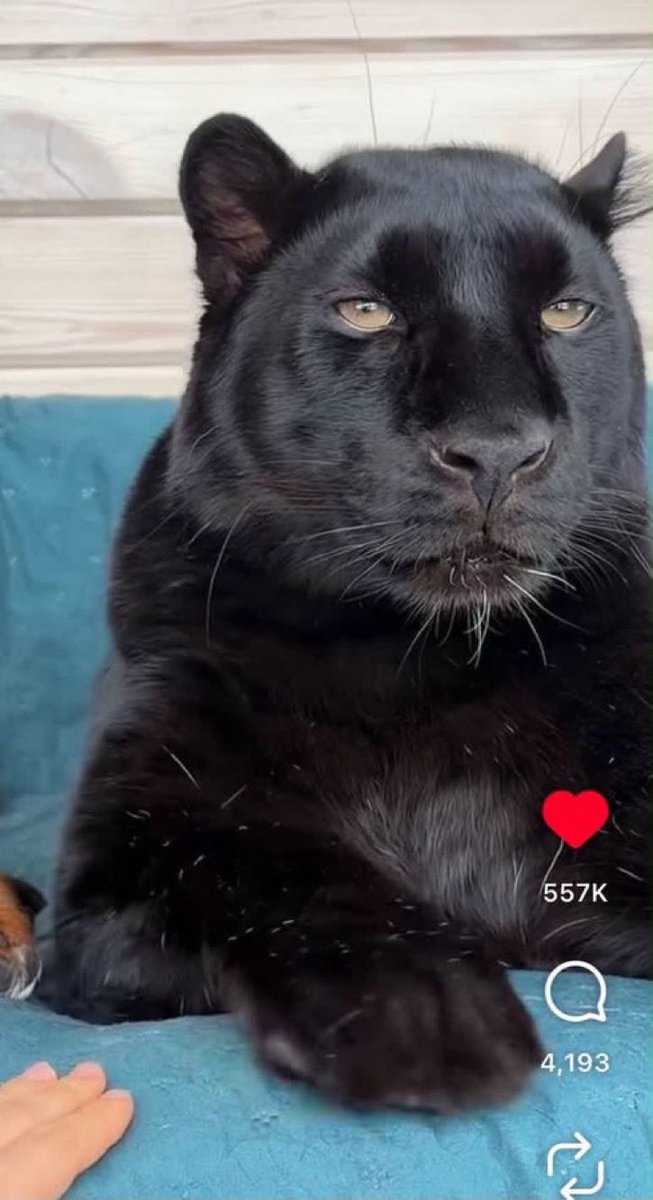dog2big4thelap's tweet photo. This is how it feels https://t.co/9hfjwjbNY0