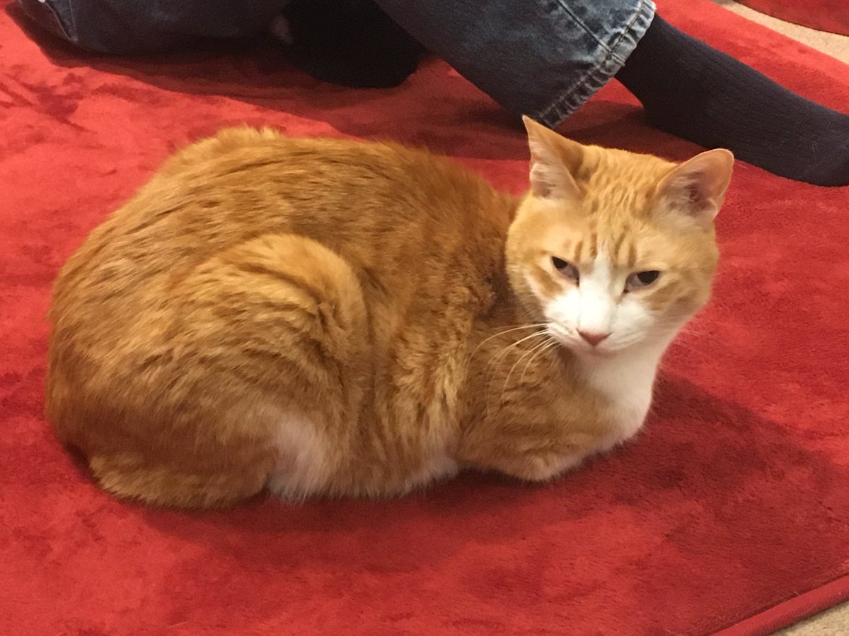 jrhokkaidobus's tweet photo. @truckmeimei #Mewkies_ 
#tsukinekocafe 
#wanchantoasobo 
#inucafe_sapporo 
札幌にも猫カフェ、犬カフェあります。癒されてます。 https://t.co/TpS04L5ka6
