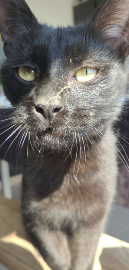 MissingTarn81's tweet photo. 27.09.26 Perdu chat noir à Gaillac (chemin des Balitrans). "Absolem". Pucé. Tél : 07 61 51 03 00 ou contact : https://t.co/9OAQUsLVTs #Tarn https://t.co/nbs1qC09vl