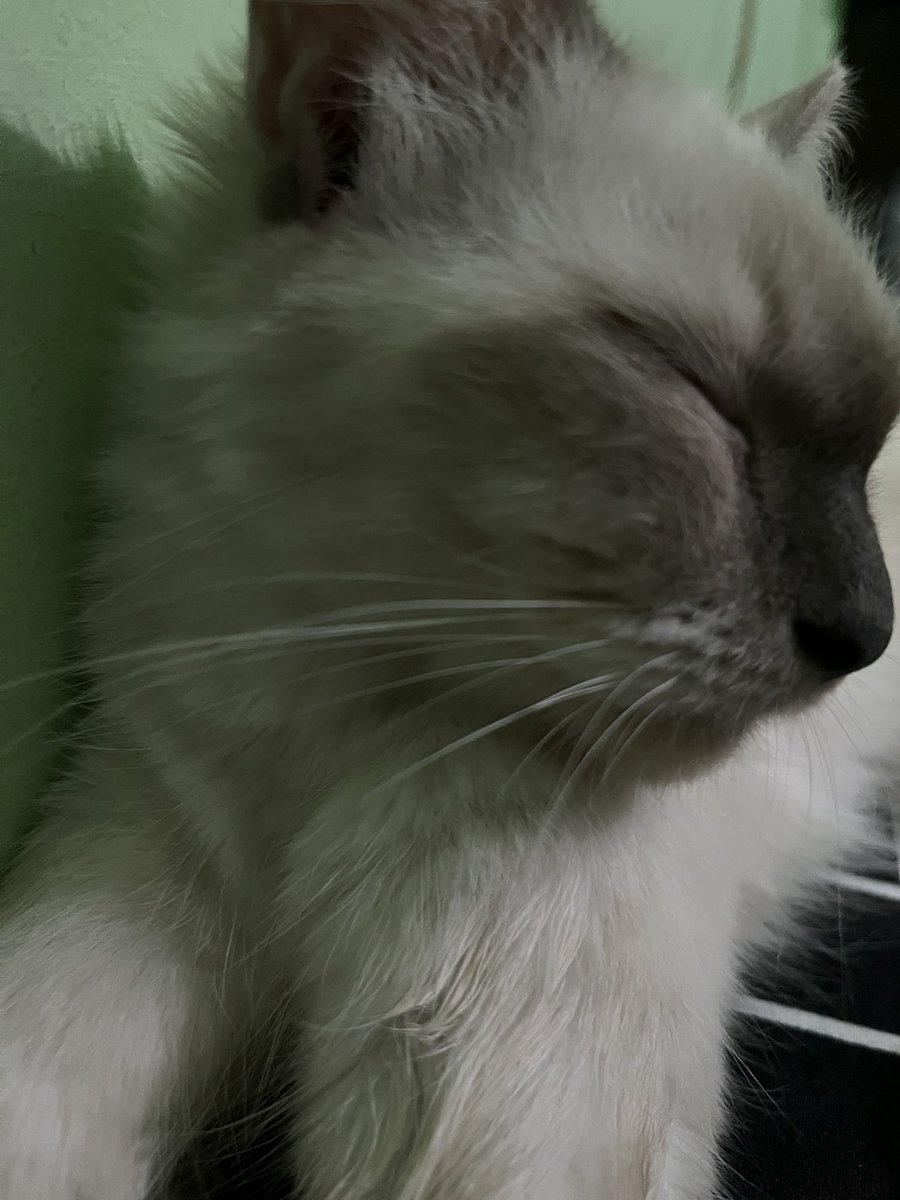 lullabyme99's tweet photo. Halo all🐱 https://t.co/fGWdz9wXb4