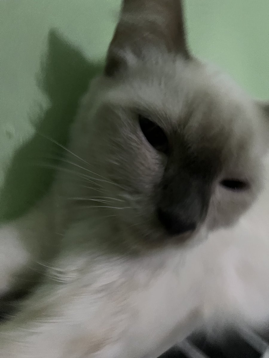 lullabyme99's tweet photo. Halo all🐱 https://t.co/fGWdz9wXb4
