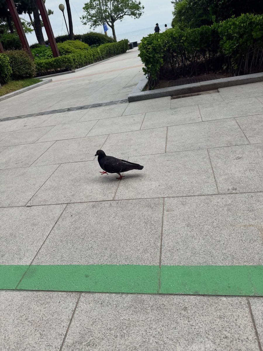 dezhchart's tweet photo. Wandering through the city feels like something I will always need. Watching birds soar freely in the wild and listening to the laughter of strangers is more than enough to bring me joy and let me drown in this delightful euphoria. https://t.co/VRebIujvlI