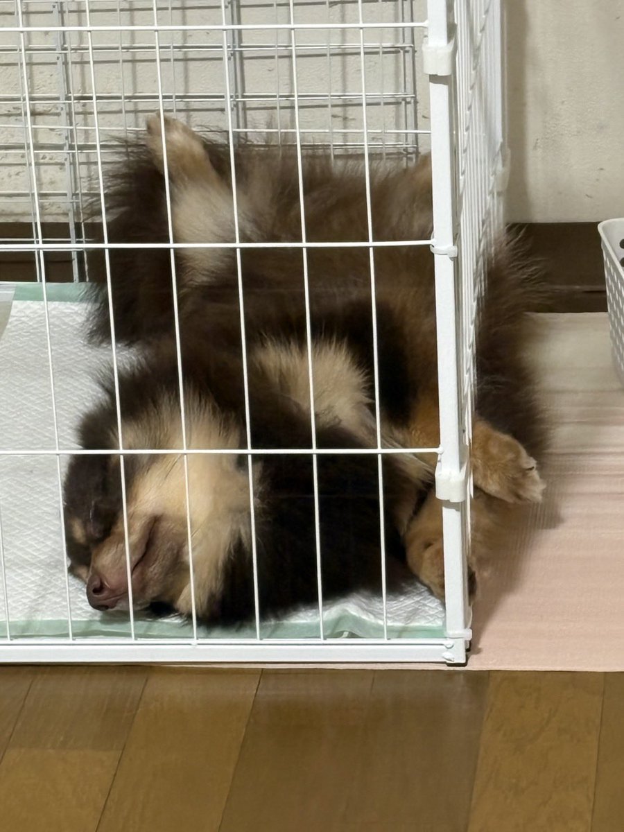 Mangorian777's tweet photo. はぁん https://t.co/9Ci3xGCM4z