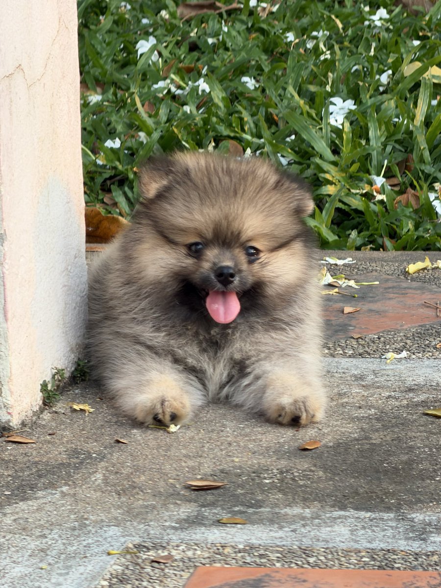 Chisdpot's tweet photo. #นิคม304 #ปราจีนบุรี #โปร่งไผ่ #คลองรั้ง
หาพ่อให้ลูกสาวค่ะ   คานา3 เดือน https://t.co/RvvooCdDXH