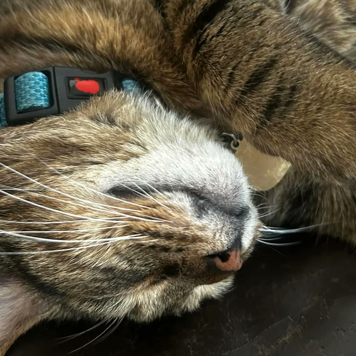 michaelmithupj's tweet photo. Being this cozy should be illegal! What does Gus dream about? https://t.co/4Ex8SMQahR