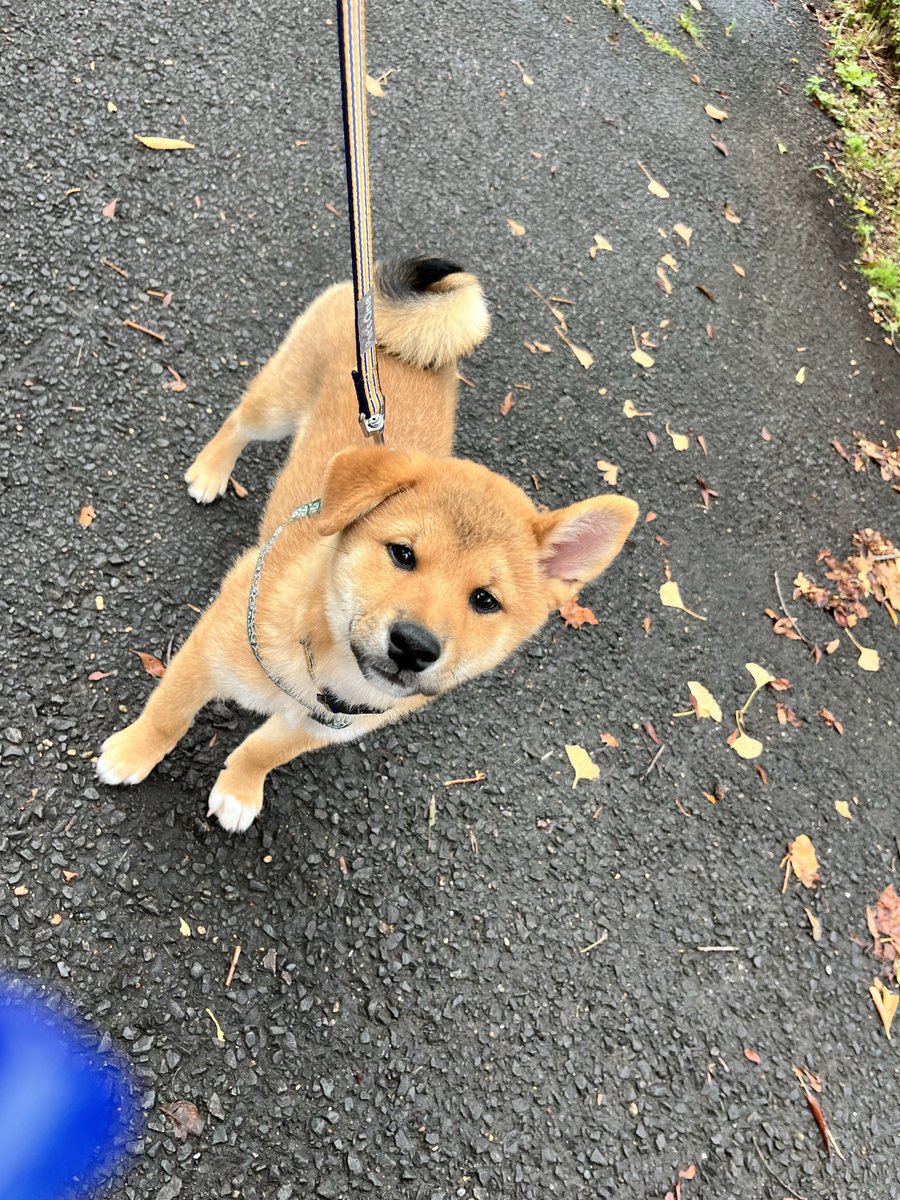 chipiko_34's tweet photo. おかきの記録

お迎えから
あっという間に２週間が過ぎた🐶

２週間で少し顔が大人びた気がする。
フィールドを自由に遊びたそうな背中。

とてもとてもやんちゃだが可愛いの勝ち🏅

そしてまだ耳は垂れている。

#柴犬　#柴犬おかき🍘 https://t.co/bWzLOEXJcE