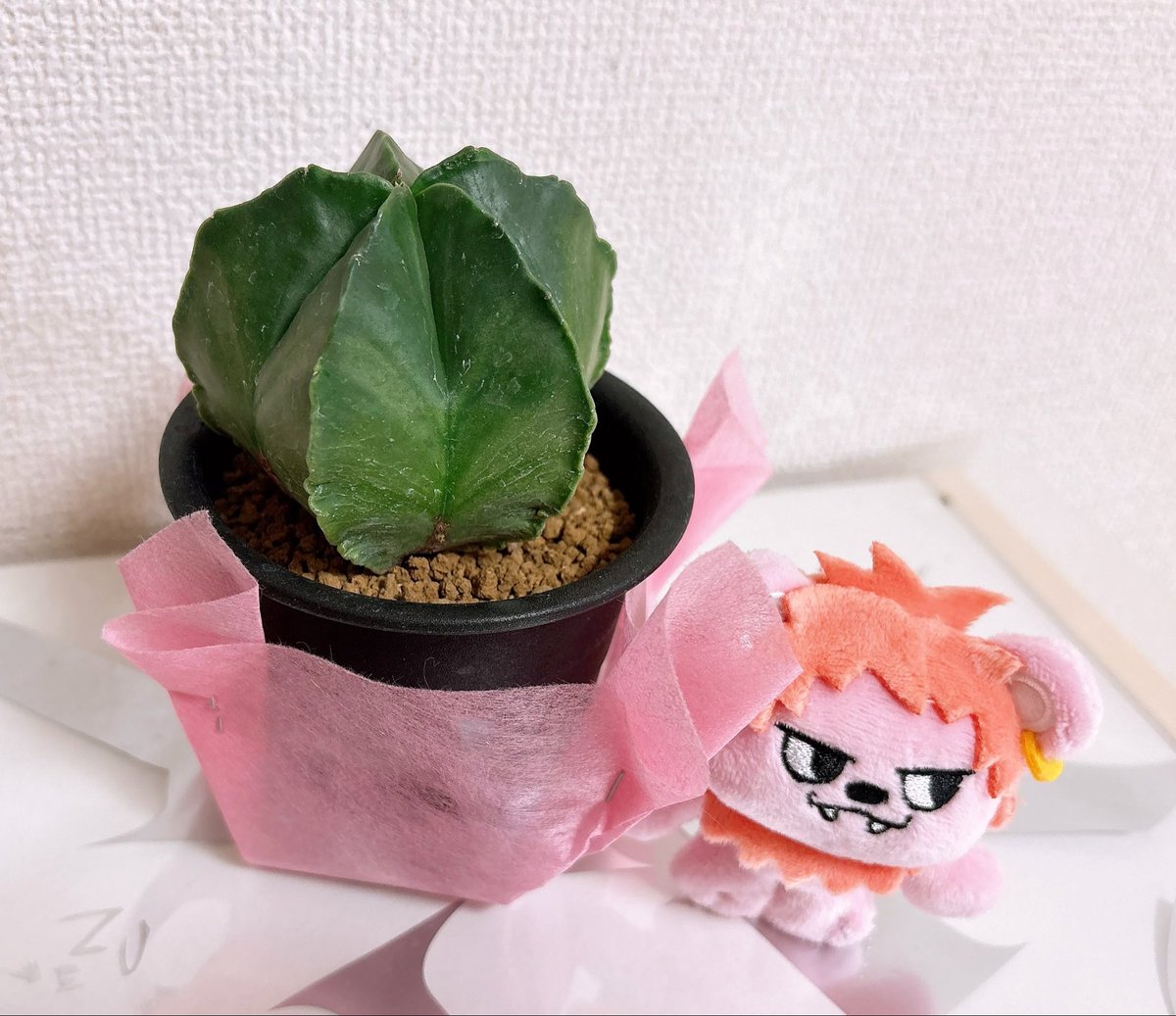 mofu_0912's tweet photo. お迎えした🌵と記念撮影
(持ち帰りに距離があるので包装して頂いたんですがその色に愛を感じました) https://t.co/BJfZWTv36D