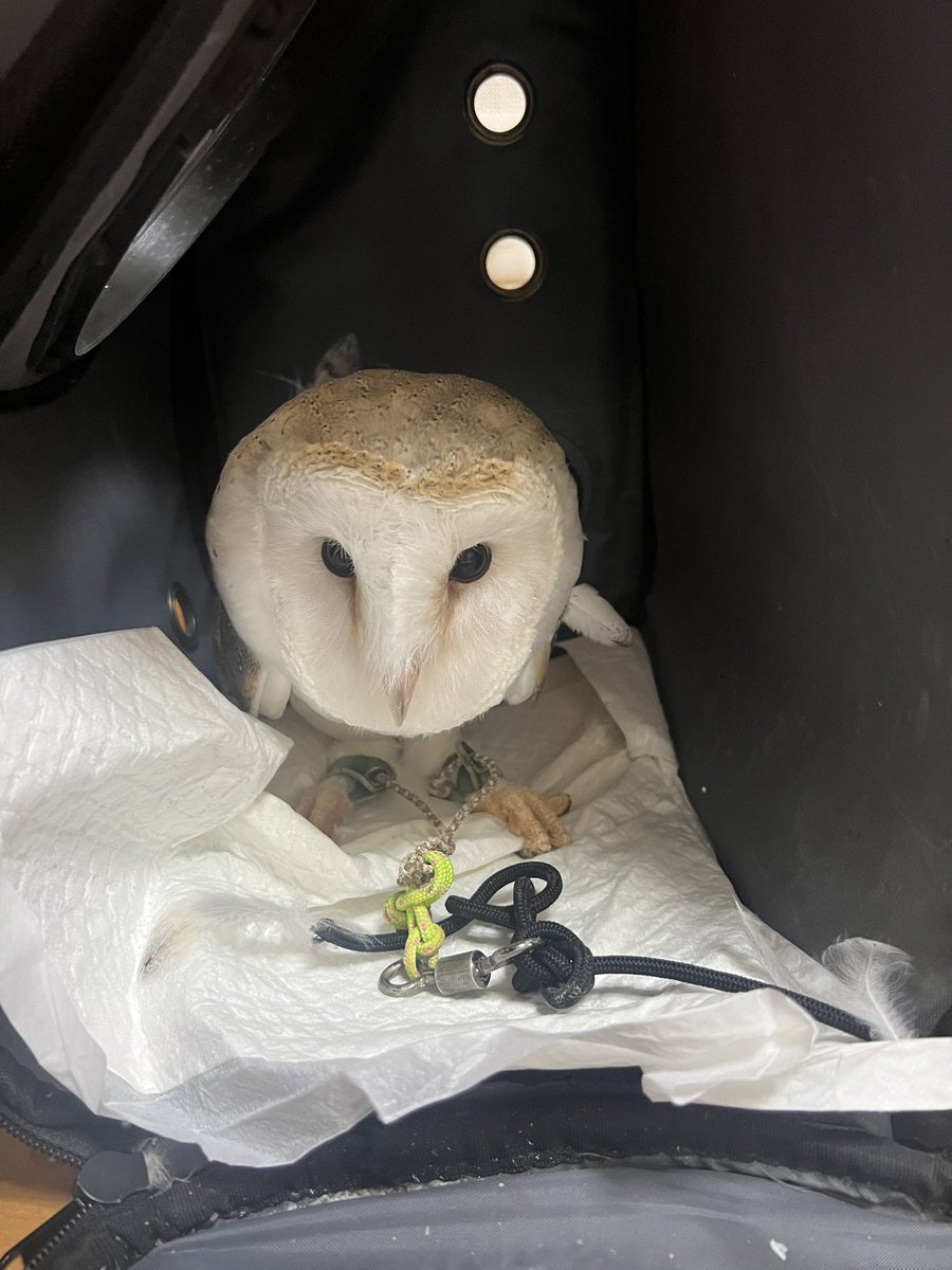 coromowl's tweet photo. ちなみに開けた後も今日はしばらくこの体勢で出てきませんでした🥹
夏明けて久々だったからネ…🥹🥹 https://t.co/E4NOGjlYLv