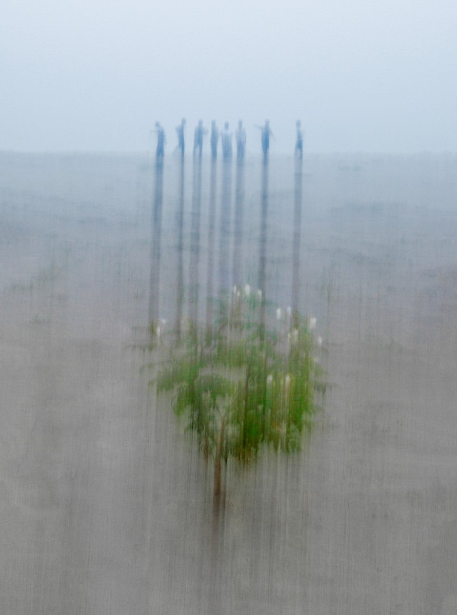 michaeland5jrg's tweet photo. Humans and trees share a profound, interdependent bond: we breathe in oxygen and exhale carbon dioxide, while trees do the reverse. They also provide shelter, food, health benefits—and mirror us in structure, genetics, water, and life cycles. https://t.co/8imm6pPHCe