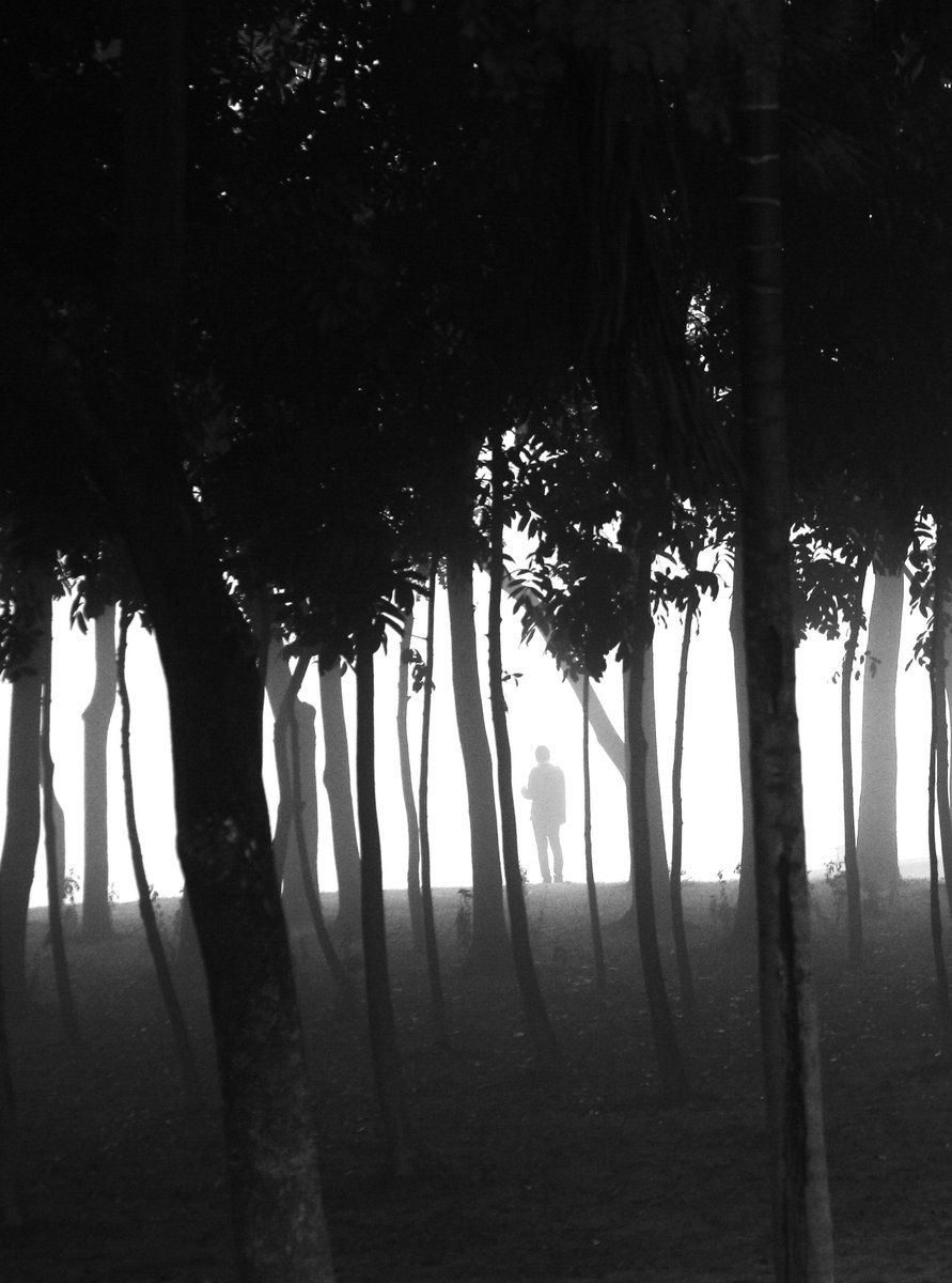 michaeland5jrg's tweet photo. Humans and trees share a profound, interdependent bond: we breathe in oxygen and exhale carbon dioxide, while trees do the reverse. They also provide shelter, food, health benefits—and mirror us in structure, genetics, water, and life cycles. https://t.co/8imm6pPHCe