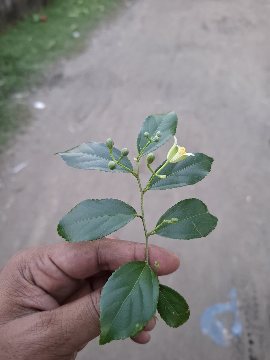 XtraTechZone's tweet photo. Nature’s little details can be more beautiful than we realize. 🌿💚
Sometimes, beauty is simply found growing along the roadside. 🍃✨

#Nature #Greenery #NatureLovers #BeautifulNature #Photography https://t.co/YggqiL7DHa