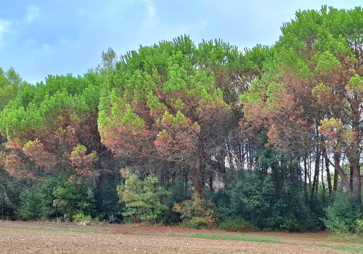 SeguimlaMeteo's tweet photo. Que els embassaments siguin plens no vol dir que tot vagi bé. Fa mesos que plou plou i hi ha zones que acumulen una ratxa seca extraordinària. Hi ha un dèficit pluviomètric general des de principis de la primavera. Sumat a la calor extrema, la secada és important. Ja pot ploure. https://t.co/dQ8xKPs5Qz