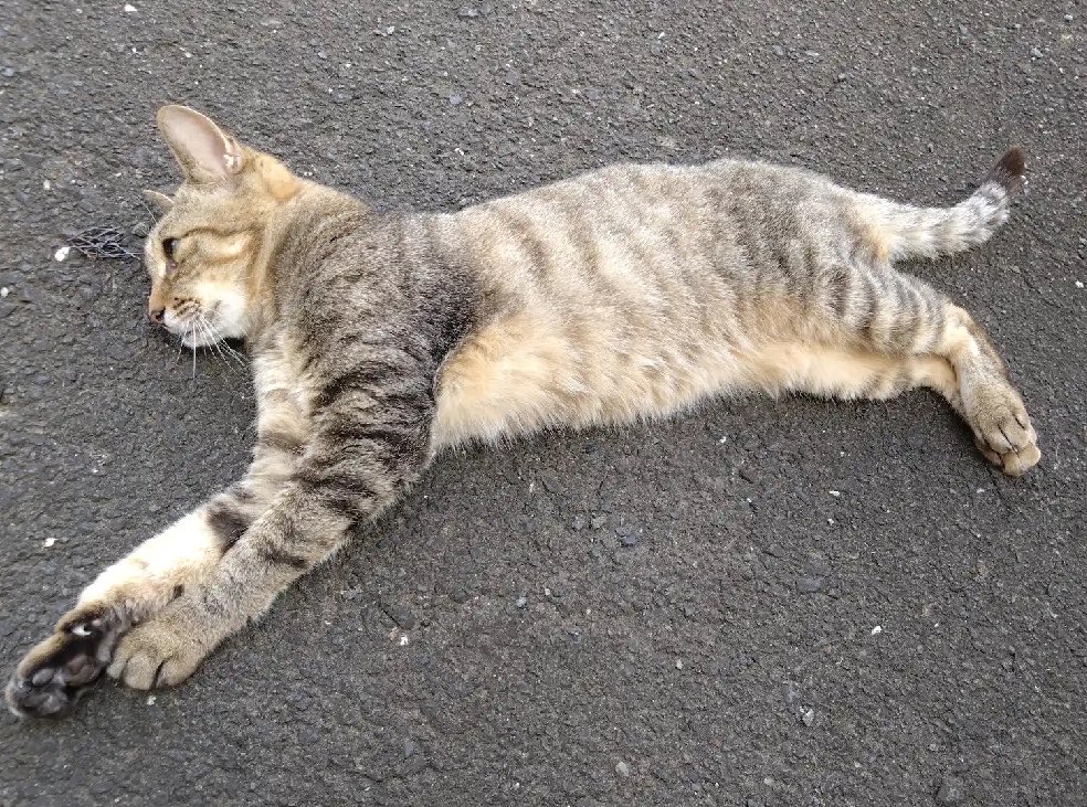PETHELP1997's tweet photo. ⚠️【猫を探しています】⚠️ 拡散希望⚠️

日時・9月10日から迷子猫

場所・群馬県・前橋市・小屋原町

名前・ななちゃん(メス)

情報・年齢13歳・体重2.5キロ(キジトラ)

特徴・臆病・尻尾長い

見かけたらご連絡お願いします🙌

#迷子猫 #ペット探偵 #猫探偵 #迷子ペット #拡散希望 #群馬県 #前橋市 #小屋原町