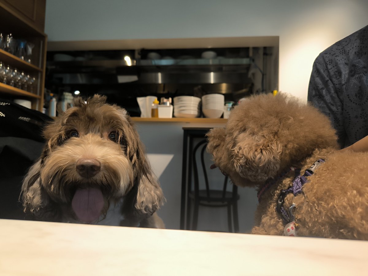the_cavapoo tweet picture
