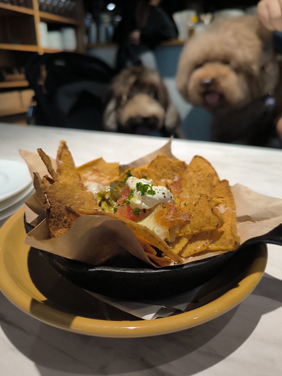 the_cavapoo tweet picture