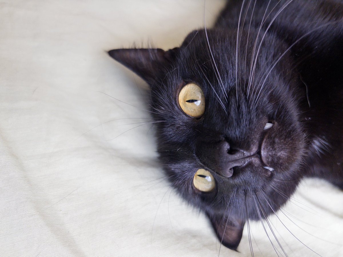 lukatchaw's tweet photo. nao eh possivel que existam 03 gatos mais bocós que o mingau https://t.co/8lFHDL732a