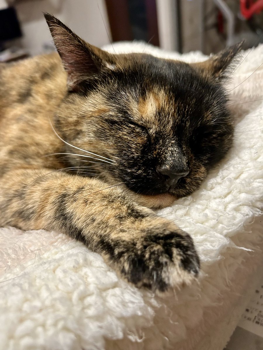 P_caroto's tweet photo. みんなおやすみ
#サビ猫 https://t.co/AJVSjl55ym