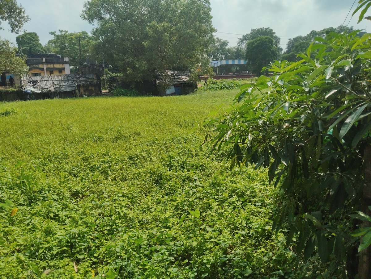 VdSumit's tweet photo. @rpfpcpku @rpfser @RailMinIndia @RailwaySeva @drmhowrah @kgprail @srdomkgp @srdme_kgp @rpfserkgp This is the station near pond. Fully choked. Its not an environmental issues!! This laying approx 2years. @RailMinIndia @RailwaySeva @moefcc @DM_PasMed PLEASE DO NEEDFUL https://t.co/u13gla6Sfp