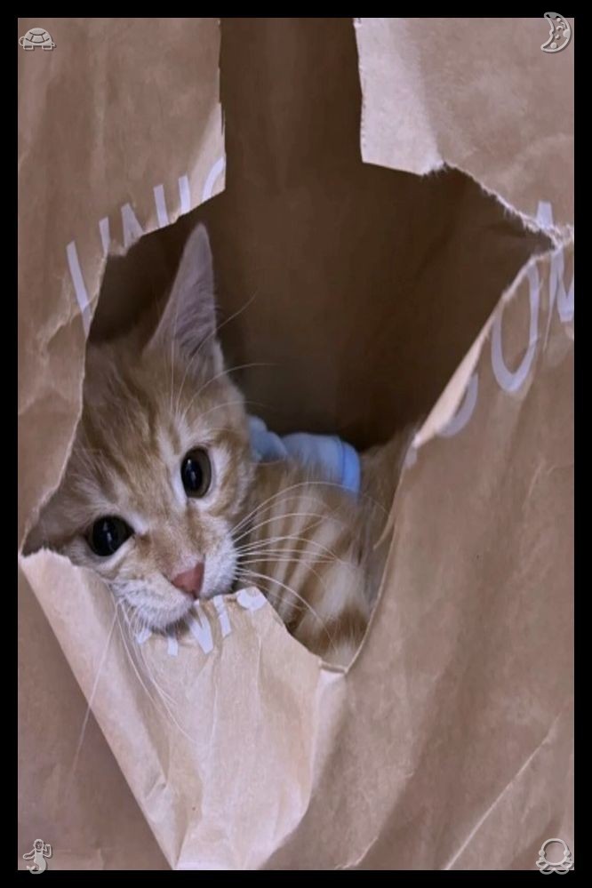Tess_McCarthy's tweet photo. 📪Walk After Rain The rain has stoppedAs they talked, more cats wandered over—an orange tabby named Leo, who climbed onto Ethan’s shoulder and curled up there, purring softly; a Siamese named Cleo, who sat on the table and watched them with curious, blue eyes. https://t.co/rr5a4b89wI