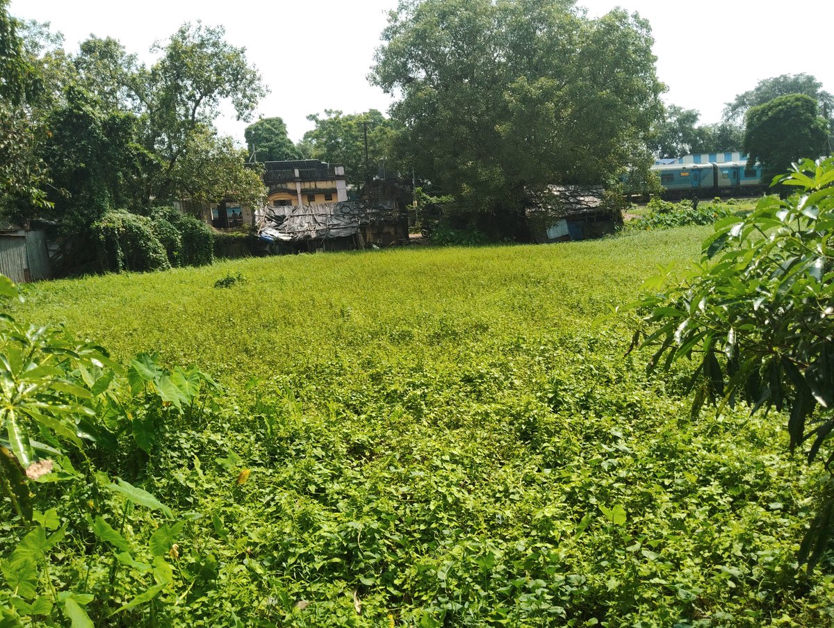 VdSumit's tweet photo. @rpfpcpku @rpfser @RailMinIndia @RailwaySeva @drmhowrah @kgprail @srdomkgp @srdme_kgp @rpfserkgp This is the station near pond. Fully choked. Its not an environmental issues!! This laying approx 2years. @RailMinIndia @RailwaySeva @moefcc @DM_PasMed PLEASE DO NEEDFUL https://t.co/u13gla6Sfp