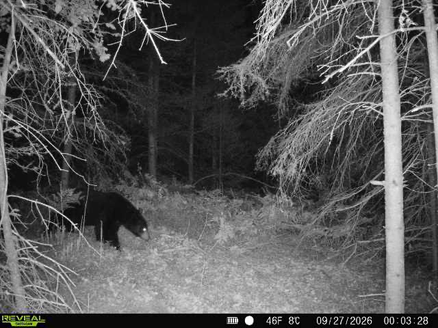 iambmorsh's tweet photo. Well, I have a problem. A bear lives right beside my swamp deer spot. And I mean a bigger bear.

Compare him with the doe and me for scale. He’s only half upright here, sitting on his butt. I’m guessing 300+ lbs, maybe pushing near 400.

What do you all think? https://t.co/KMAdnADjxS