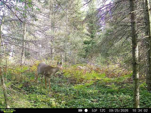 iambmorsh's tweet photo. Well, I have a problem. A bear lives right beside my swamp deer spot. And I mean a bigger bear.

Compare him with the doe and me for scale. He’s only half upright here, sitting on his butt. I’m guessing 300+ lbs, maybe pushing near 400.

What do you all think? https://t.co/KMAdnADjxS
