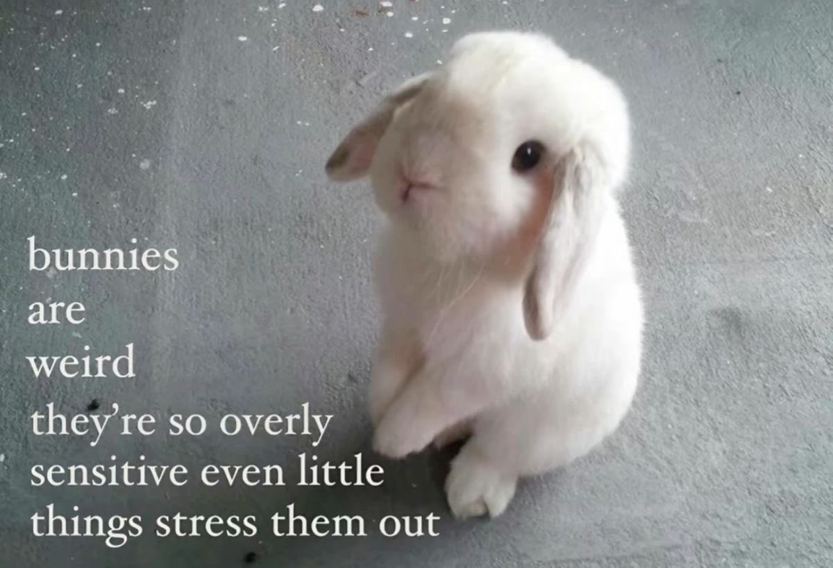 bunnyymia_'s tweet photo. (me. i'm the bunny) 𐔌՞. .՞𐦯 https://t.co/adgbodanDJ