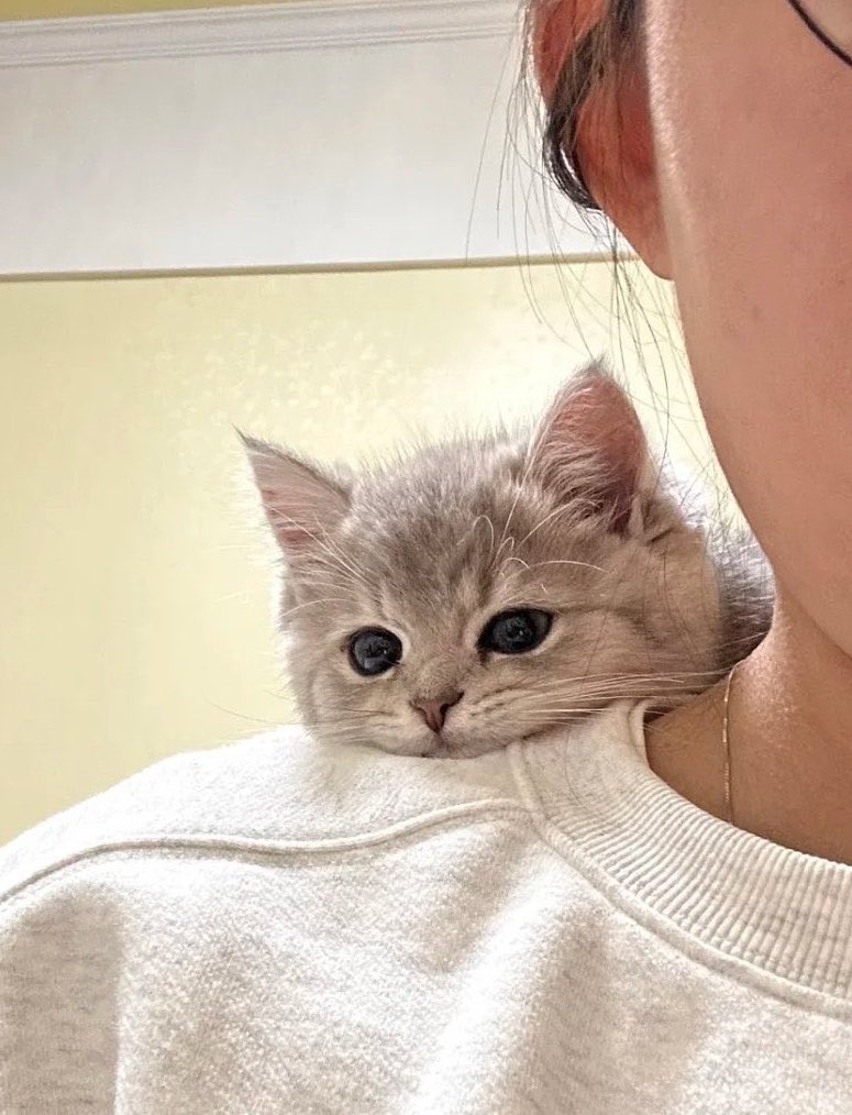 noeunbae's tweet photo. แมวตัวนี้ขี้อ้อนเป็นพิเสด ෆ˃̶͈̑.˂̶͈̑ෆ https://t.co/Hhjc33rJny