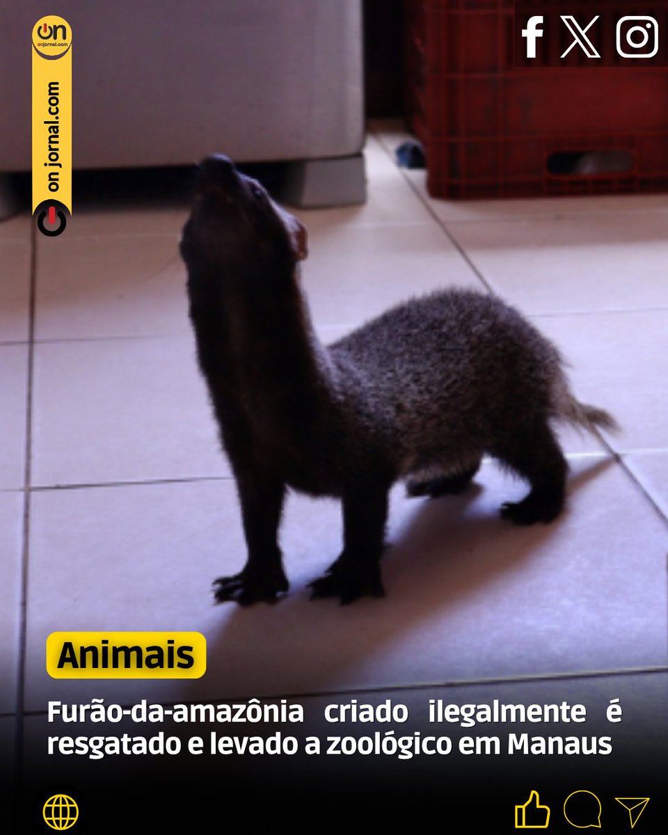 Onjornal1's tweet photo. Um exemplar de #furãodaamazônia (#Galictisvittata), mantido de forma irregular como animal de estimação por cerca de sete meses em uma residência no interior do #Amazonas, foi resgatado por #autoridadesambientais e transferido para o #Zoológico do #CIGS.
Aesse:
https://t.co/xiXq24uJxV