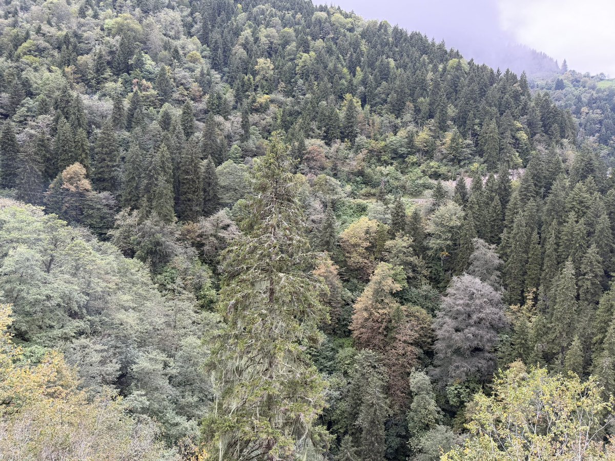 osman_ozen1's tweet photo. Rize’ye bugüne kadar gitmemek büyük hataymış. Hayran kaldım. 💯 https://t.co/NnR7qw3GGF