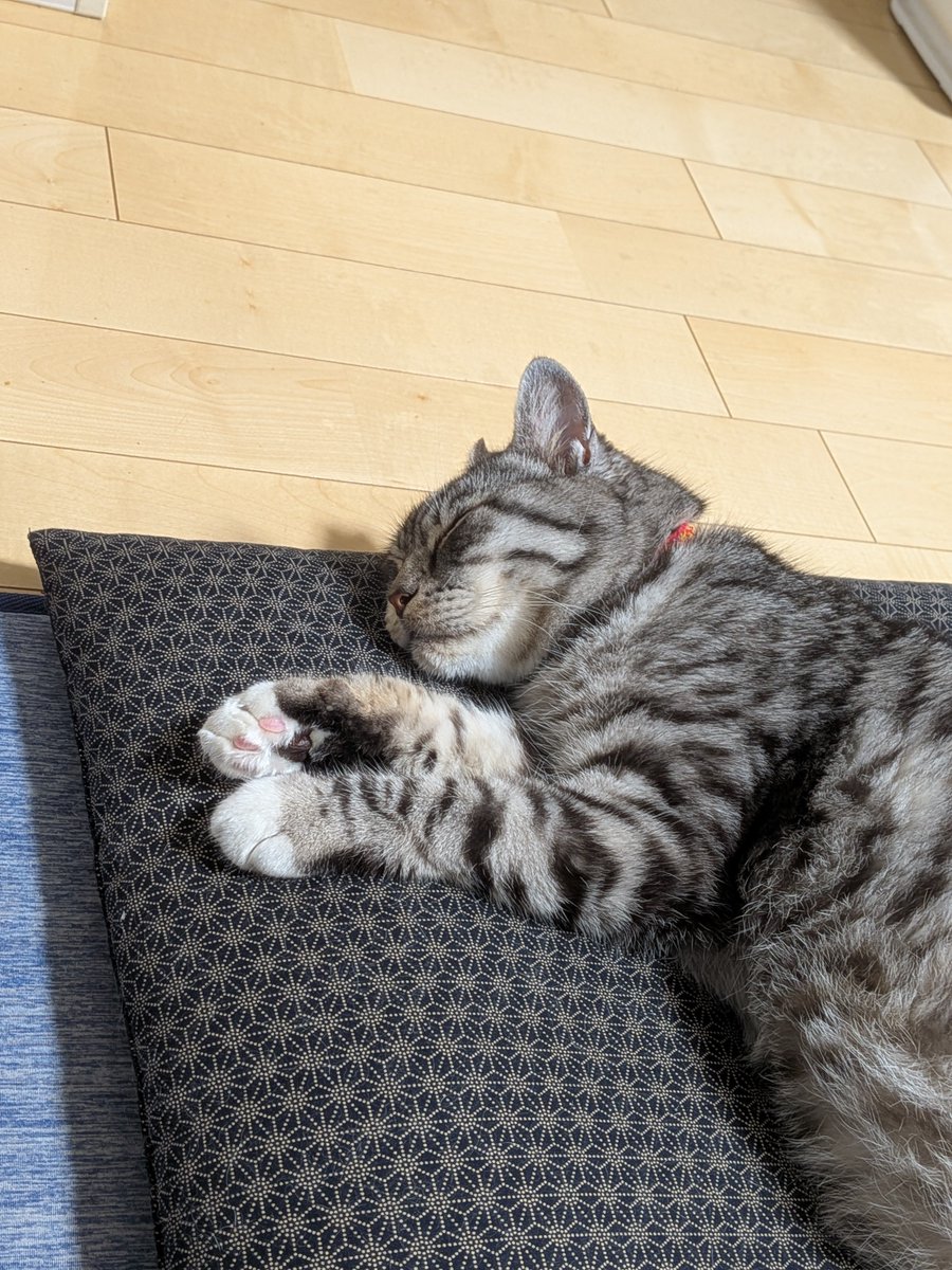kero3death's tweet photo. キミは何の夢を見ているのやら https://t.co/kmQPEjaA7a