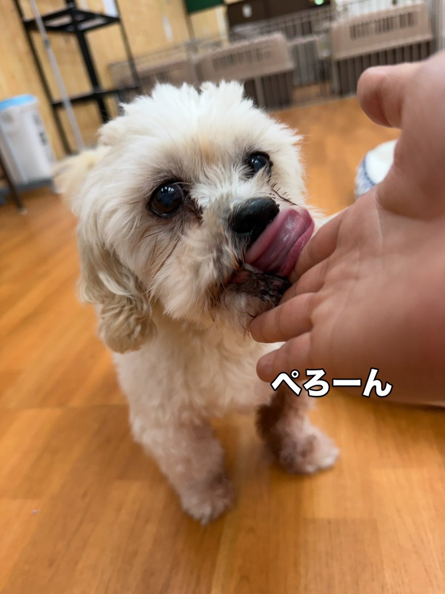 WanWanWan8611's tweet photo. #今日のゴンちゃん
#里親募集中
🍏ゴン🍏
#シーズー(推定) 男の子(去勢済)
🎂推定2012年生(推定14歳) 5.9kg

今日は比較的のんびりとパークで過ごしてくれました🤭

穏やかな日々を過ごさせてくださる
ご家族さまを探しております🐾

笑顔の素敵なゴンちゃんが
たくさん笑って過ごせますように🌷
#大阪 https://t.co/ZZKbuT0KGv