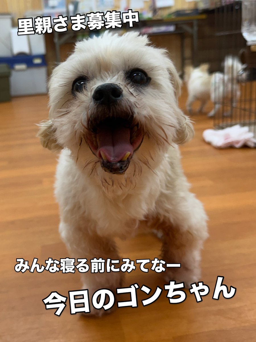 WanWanWan8611's tweet photo. #今日のゴンちゃん
#里親募集中
🍏ゴン🍏
#シーズー(推定) 男の子(去勢済)
🎂推定2012年生(推定14歳) 5.9kg

今日は比較的のんびりとパークで過ごしてくれました🤭

穏やかな日々を過ごさせてくださる
ご家族さまを探しております🐾

笑顔の素敵なゴンちゃんが
たくさん笑って過ごせますように🌷
#大阪 https://t.co/ZZKbuT0KGv