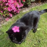 Photo by MITTENS | Telegram’s Cat (@Mittenstonchain)