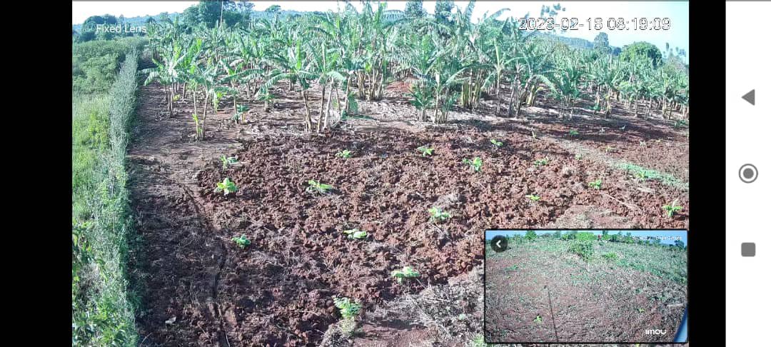 Dantel_uganda's tweet photo. @norbertmao 😂😂😂😂 meanwhile you need these at the farm https://t.co/AD2Rjo1VmJ