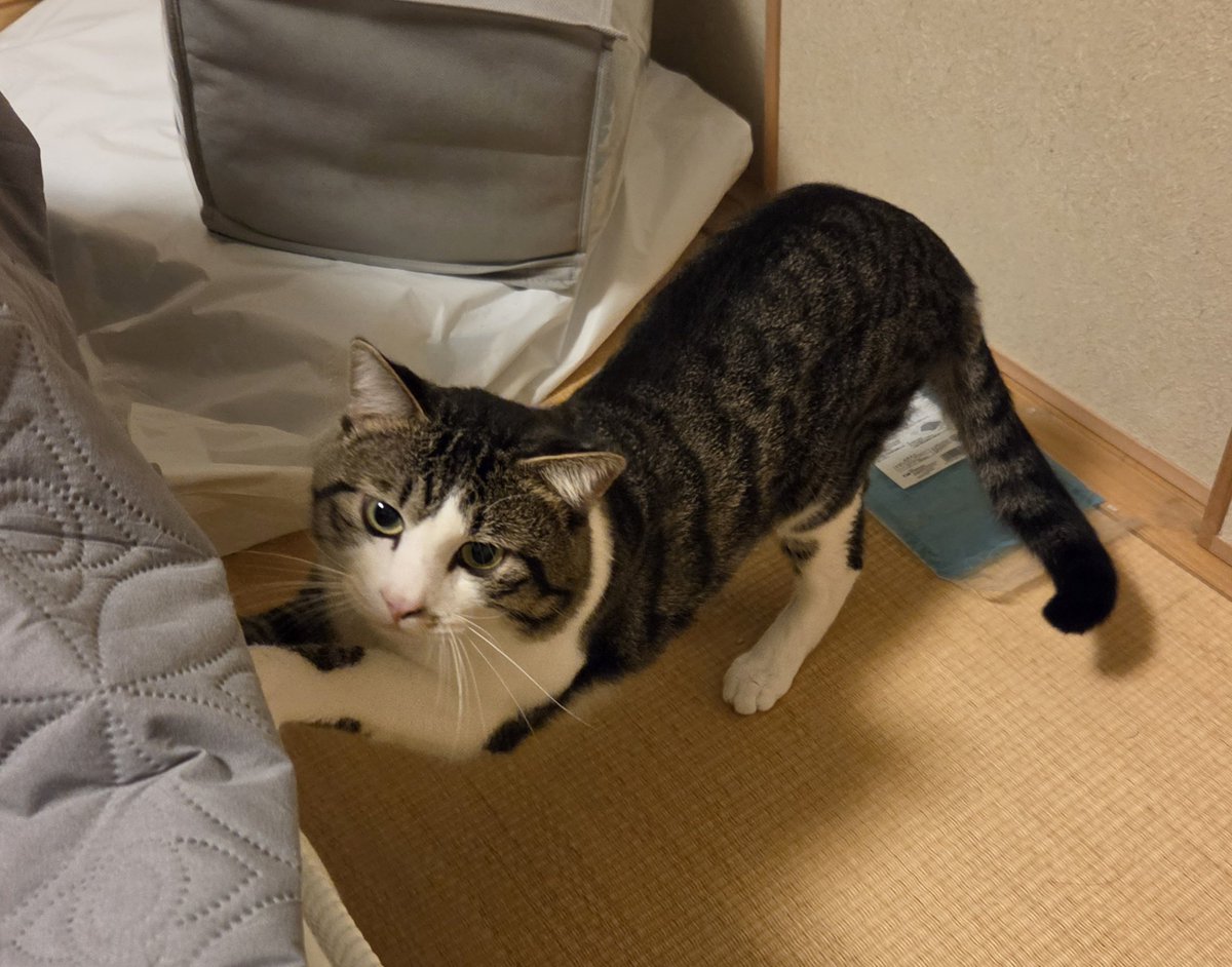 rkayama's tweet photo. 昨日ひと晩あけて帰ってきたらめちゃ怒ってたけど、きげん直ってよかった https://t.co/4WWq2WMPry