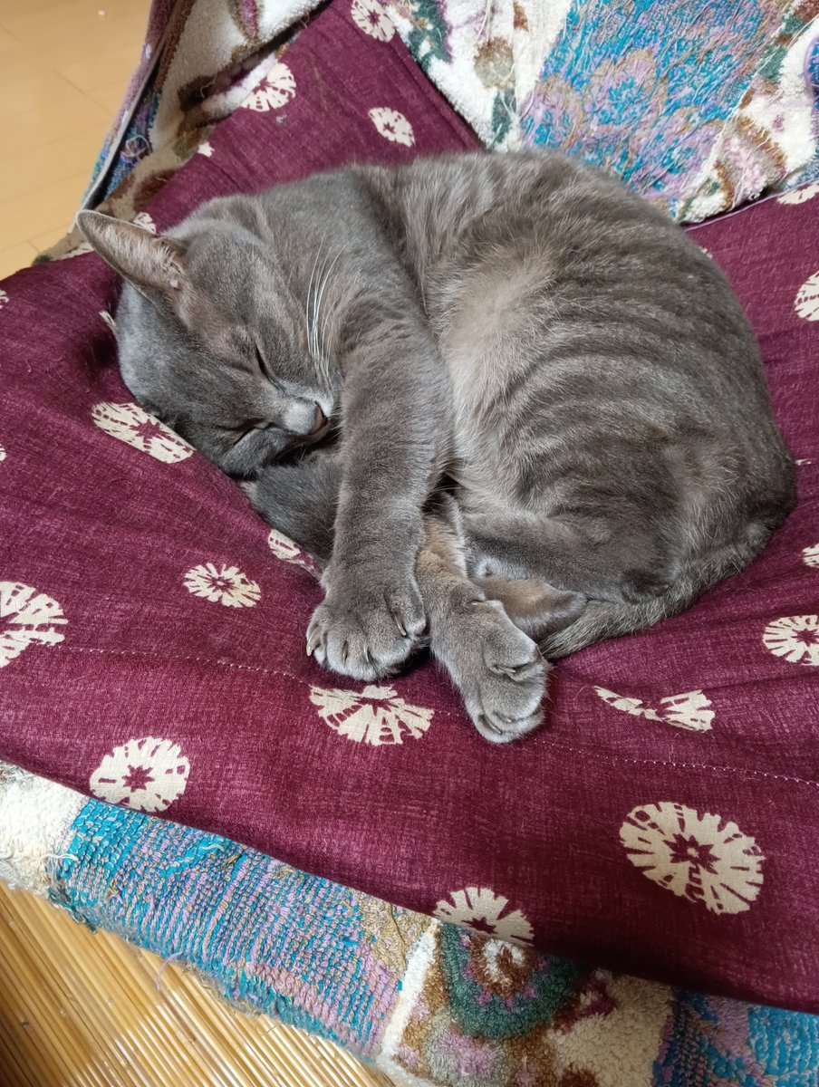 shoko_sau's tweet photo. よく眠っている。
シャッター音にも起きない。 https://t.co/gMCGnfGGq3