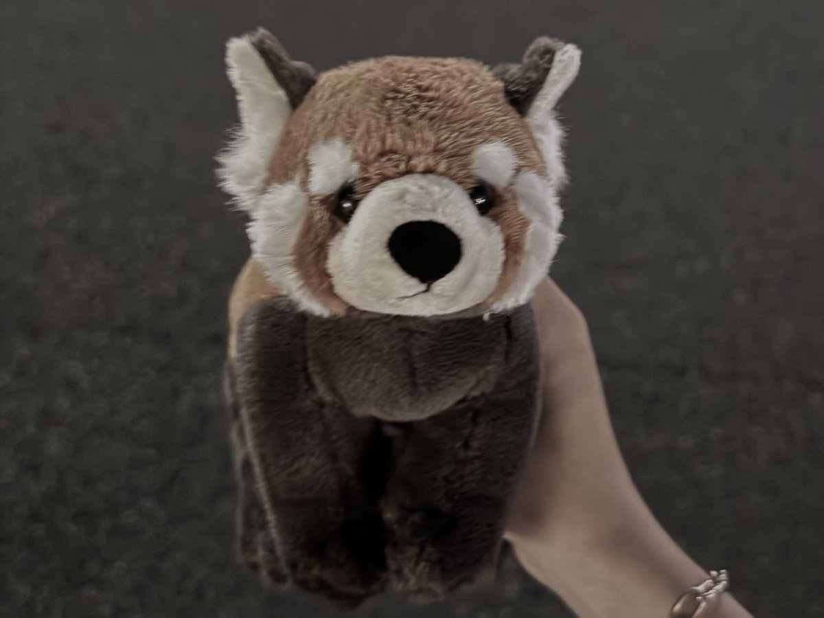 alare_ncha's tweet photo. レッサーパンダをお迎え🤎𓂂𓏸𓋪 https://t.co/EcdCHNXObp