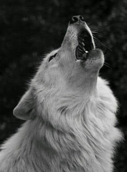 AdeaClaude's tweet photo. Beaucoup trop de haine envers ce noble animal qu'est le loup, du à un gouvernement corrompu par des millions versés par les lobbies de l'armement de la chasse.
L'état ferme les yeux sur cette dérive qui finira mal, et tout ça pour des voix électorales ... https://t.co/1kKGA5TC0N