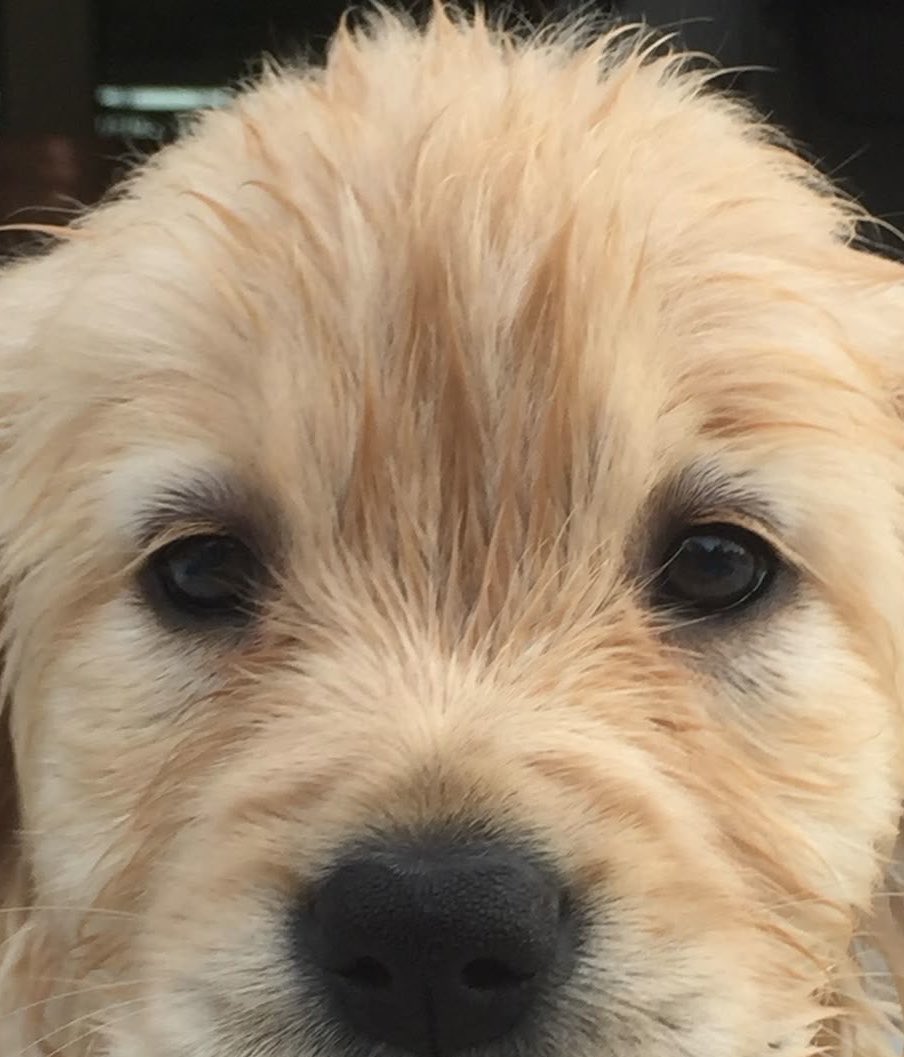 godismypo's tweet photo. สำเนาถูกต้อง 100% 🫳🏻🐶 https://t.co/yx6d2wKZvU