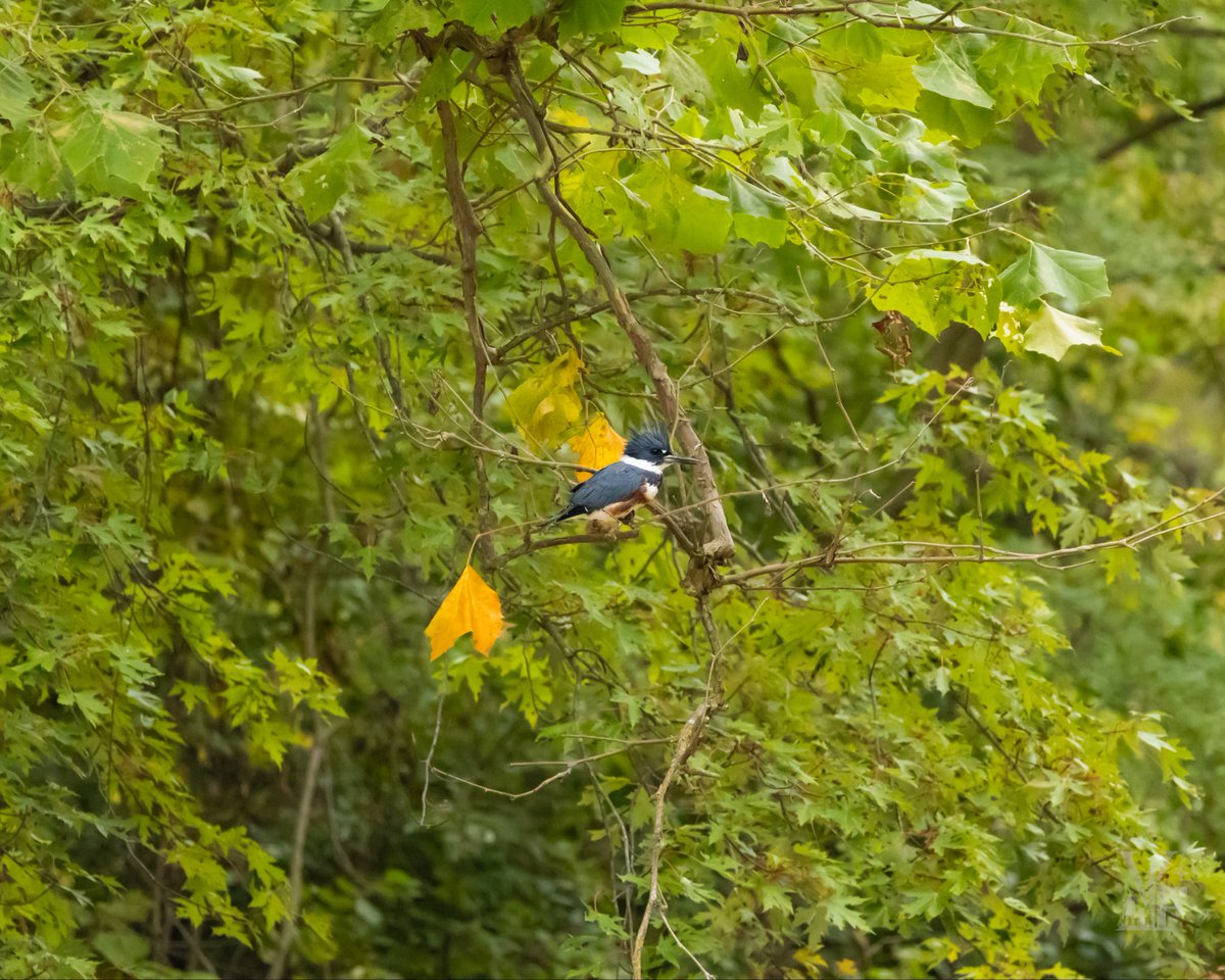 Michael_USMC's tweet photo. Belted king fisher

Female🫡

#valforgestudios https://t.co/tBIm4ItjXg