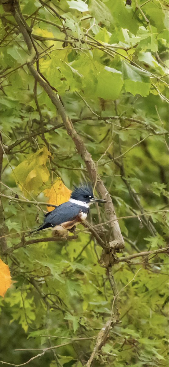 Michael_USMC's tweet photo. Belted king fisher

Female🫡

#valforgestudios https://t.co/tBIm4ItjXg