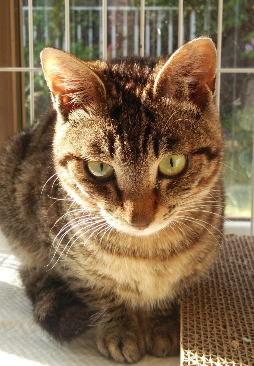 238galaxy's tweet photo. #楽天が負けたら猫ちゃんを呟くbot https://t.co/pfZtjETpt0