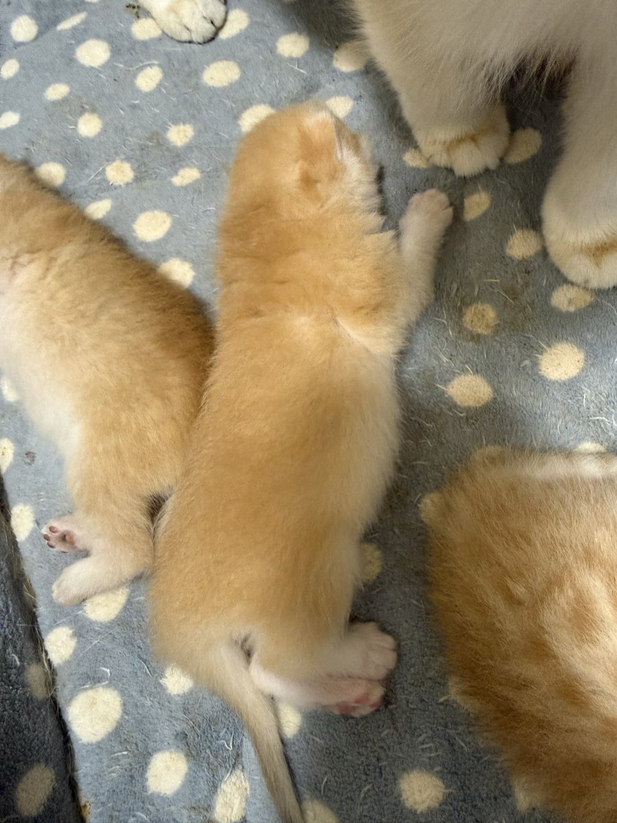 kittensale8's tweet photo. #cat #cats #catsofinstagram #catlovers #catlife https://t.co/f7WUuQyICL