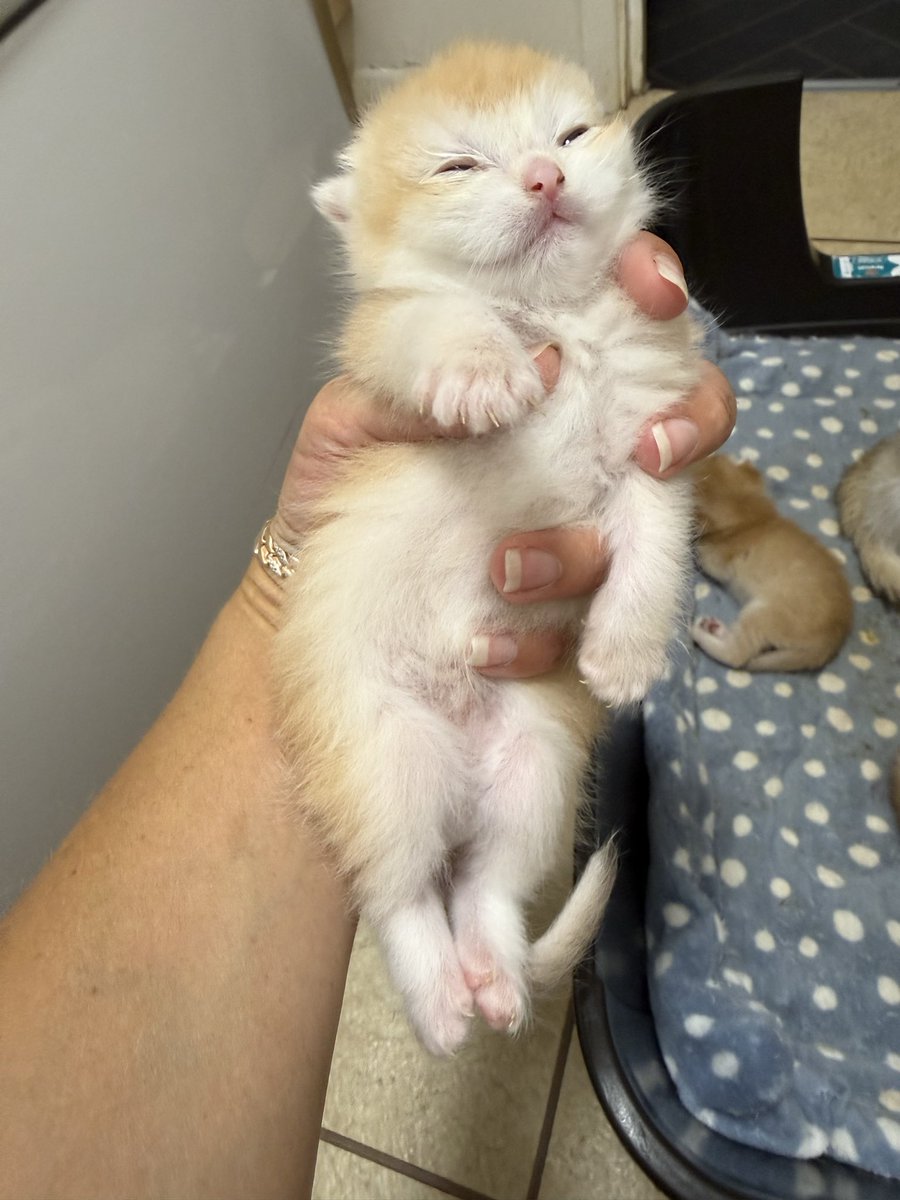 kittensale8's tweet photo. #cat #cats #catsofinstagram #catlovers #catlife https://t.co/f7WUuQyICL