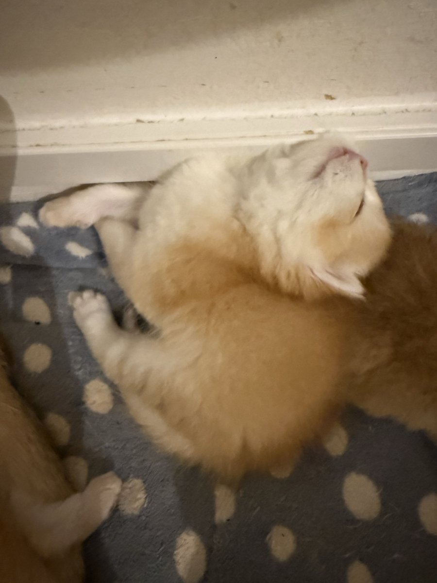 kittensale8's tweet photo. #cat #cats #catsofinstagram #catlovers #catlife https://t.co/f7WUuQyICL
