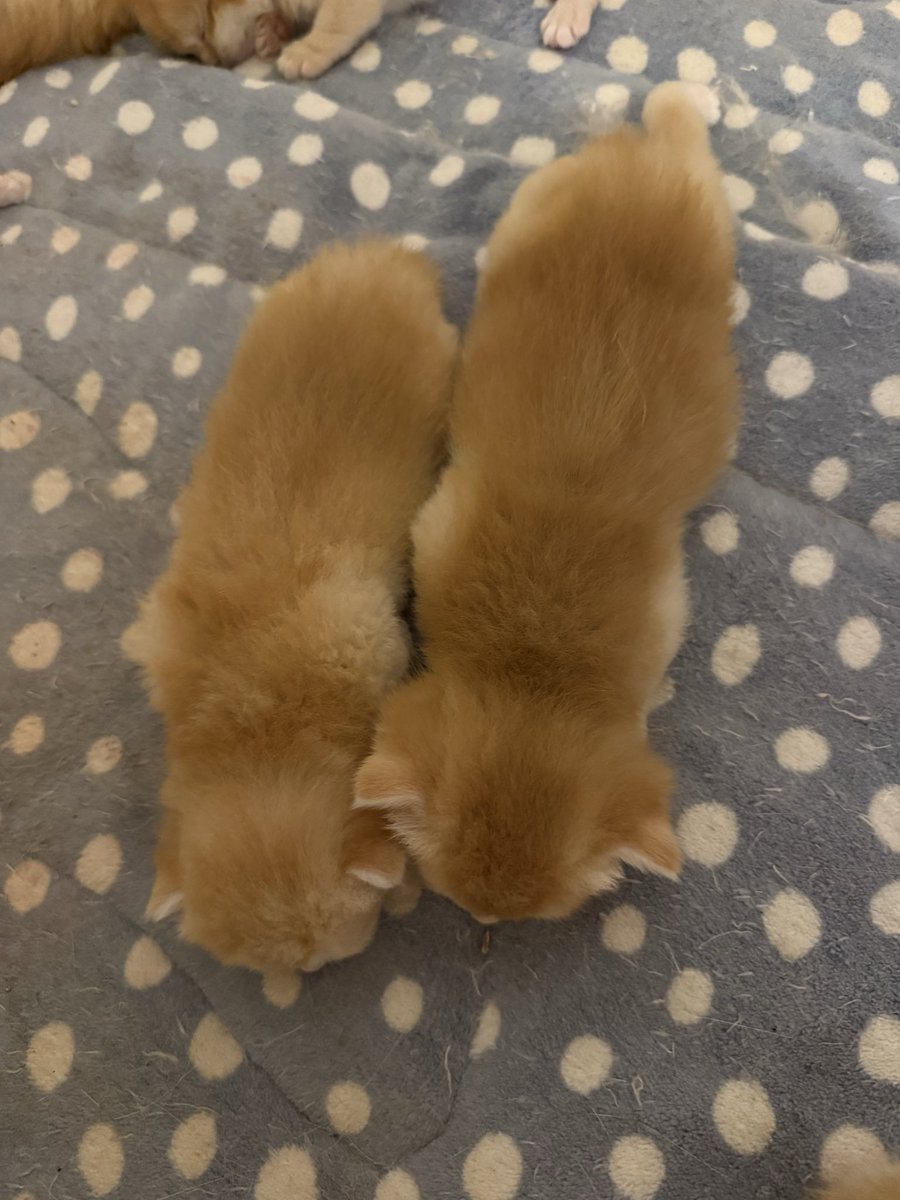 kittensale8's tweet photo. #cat #cats #catsofinstagram #catlovers #catlife https://t.co/f7WUuQyICL