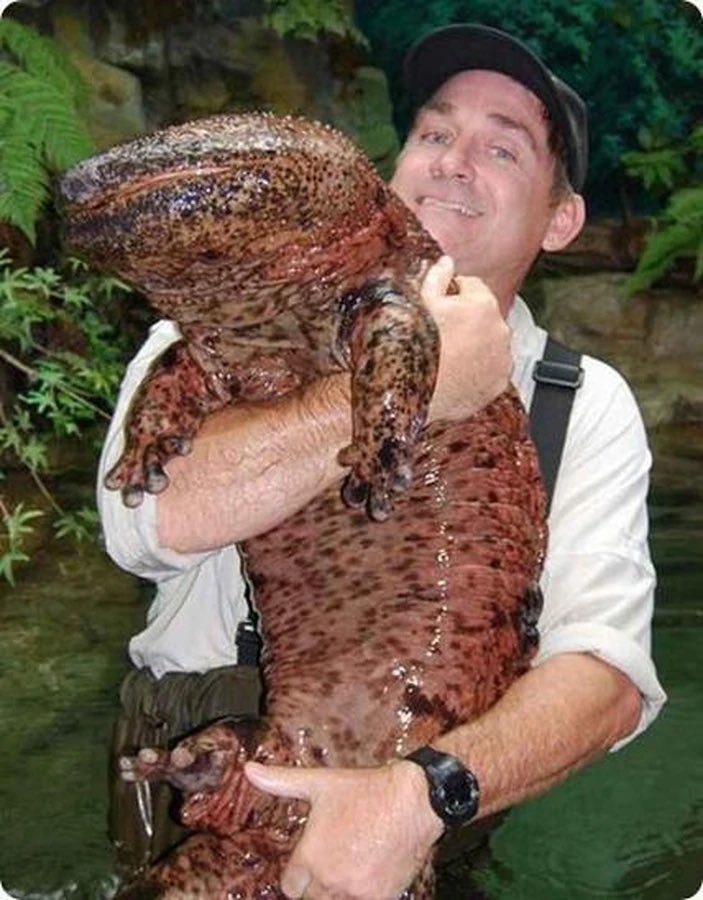 herpsoftoday's tweet photo. not sure people are quite understanding how big these guys are https://t.co/0u8nhOAYR2